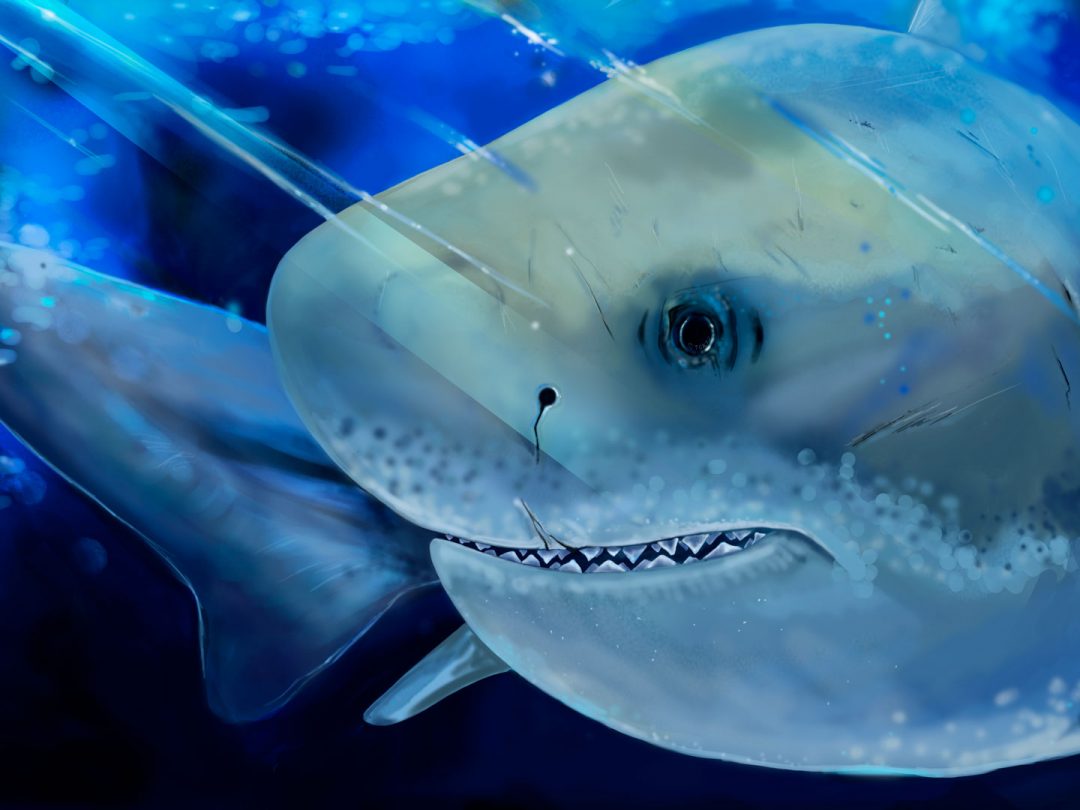 requin